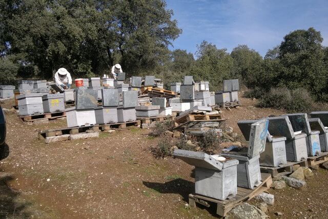 Grupos de colmenas en la Sierra de Andújar