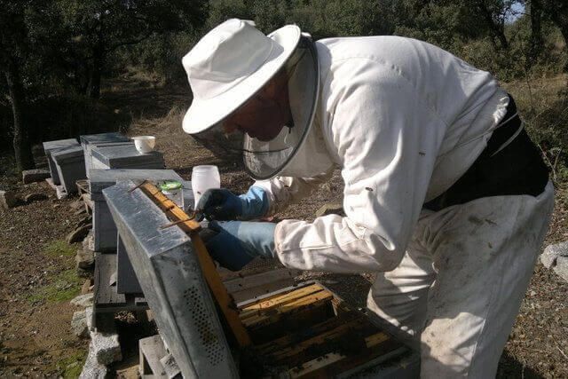 Hijo de Lázaro revisando infestación de Varroa