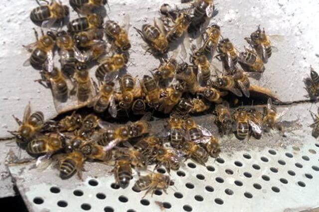Entrada de colmena con abejas