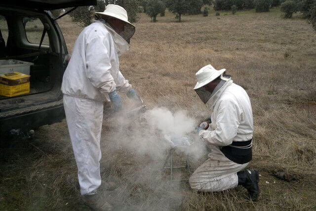 Preparando el humo para las abejas en el experimento