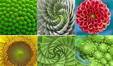 Espiral de Fibonacci y proporción áurea