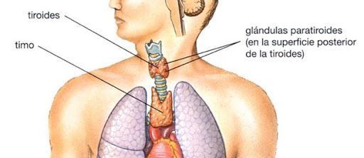 glándula timo