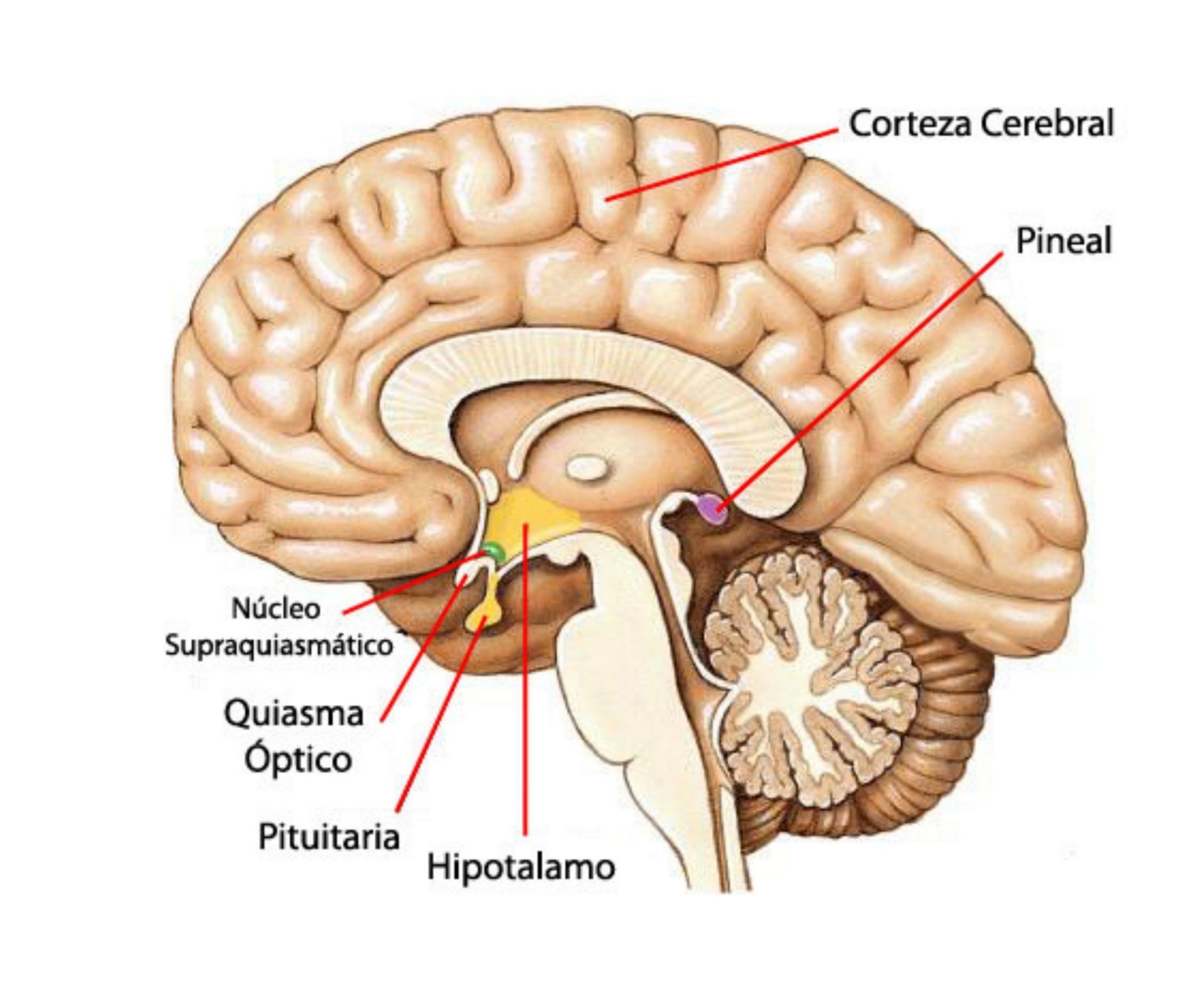 glándula pineal